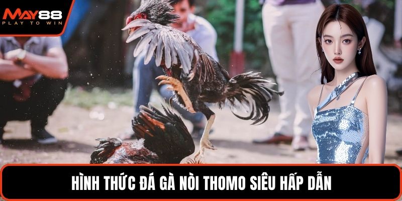 Hình thức đá gà nòi thomo siêu hấp dẫn